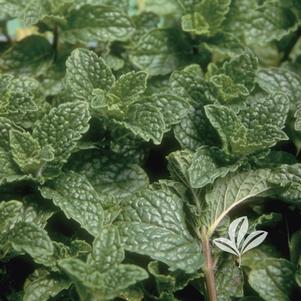Mentha spicata 'Kentucky Colonel' 