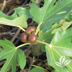 Ficus carica 'Little Miss Figgy' 