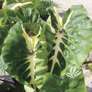 Colocasia esculenta 'Royal Hawaiian White Lava' 