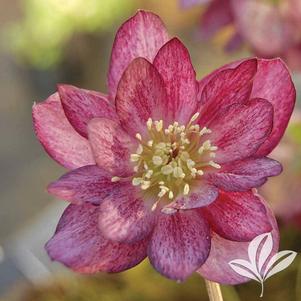 Helleborus 'Berry Swirl' 