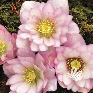 Helleborus 'Cotton Candy' 