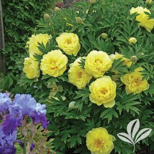 Paeonia intersect x 'Bartzella' 