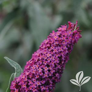 Buddleia 'Bosblink' 