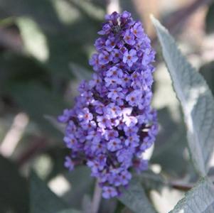 Buddleia 'Bostulu' 