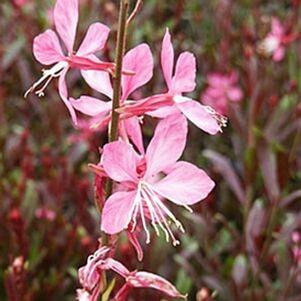 Gaura lindheimeri 'Baltinrose' 