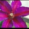 Clematis 'Mrs. N. Thompson' 