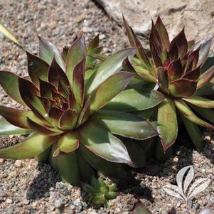 Sempervivum tectorum 'Black' 