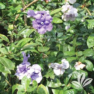 Brunfelsia magnifica 