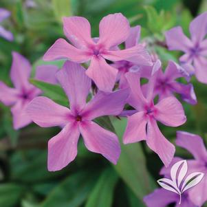 Phlox hybrida 'PHL090201' 