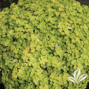 Sedum makinoi 'Ogon' 