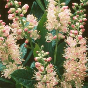 Clethra alnifolia 'Pink Spires' 