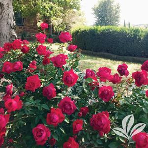 Rosa 'Meimacota' 