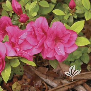 Rhododendron girard x 'Christina' 
