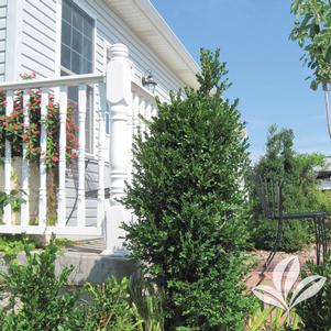 Buxus microphylla 'Robbuxupt' 