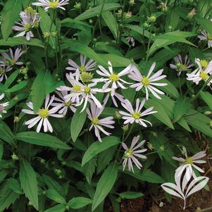 Boltonia latisquama 'Masbolimket' 