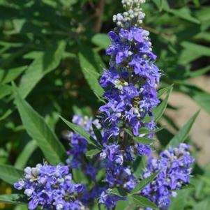 Vitex agnus-castus 'PIIVAC-II' 