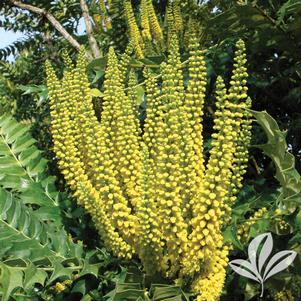 Mahonia x media 'Charity' 