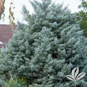 Cupressus arizonica 'Midlothian BB' 