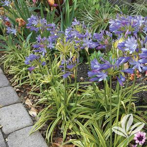 Agapanthus 'Neverland' 