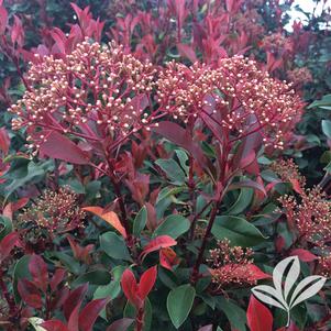 Photinia 'Parsur' 