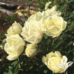 Rosa 'Radgardebwhite' 