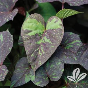 Ipomoea batatas 'Kelly Ray' 