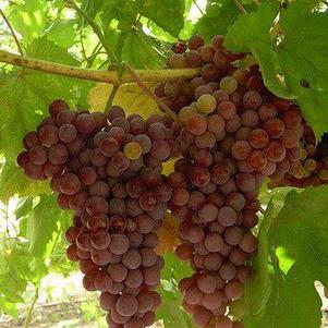 Vitis labrusca 'Caco' 