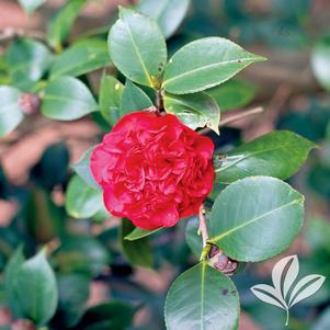 Camellia japonica 'Professor Sargent' 