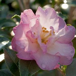 Camellia sasanqua 'Green 94-035' 
