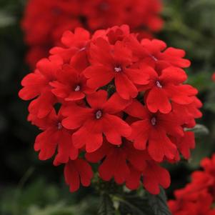 Verbena peruviana 'Balendred' 