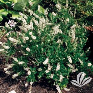 Clethra alnifolia 'Hummingbird' 