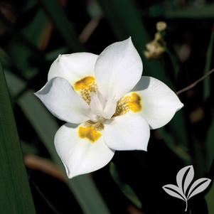 Dietes iridiodes 'Lemon Drop' 