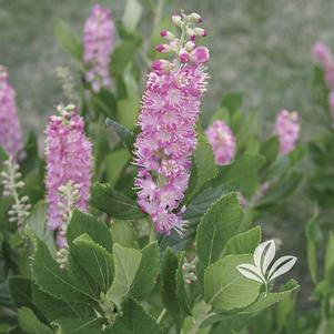 Clethra alnifolia 'Ruby Spice' 