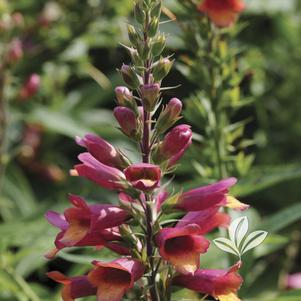 Digitalis 'Takforugl' 