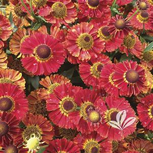Helenium autumnale 'Salsa' 