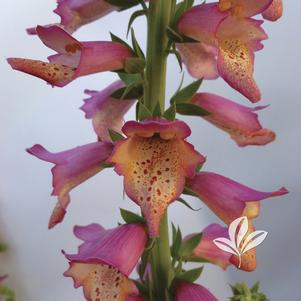 Digitalis 'Takforoiv' 