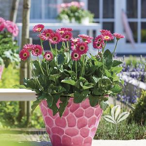 Gerbera 'Garspice' 