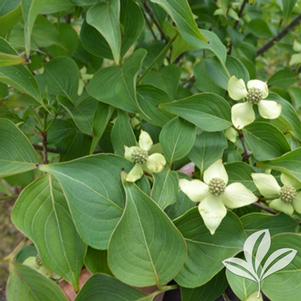 Malus 'Carnivale' 