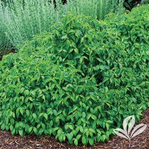 Cornus sericea 'Kelseyi' 