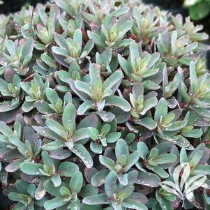 Sedum telephium 'Marina' 