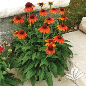 Echinacea 'Balsomenco' 