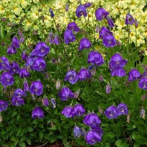 Campanula x pulloides 'Jelly Bells' 
