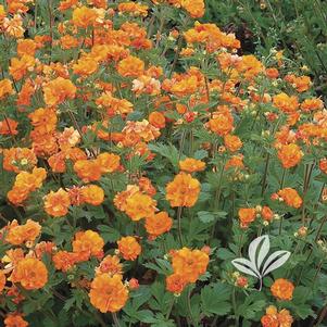 Geum 'Fire Storm' 