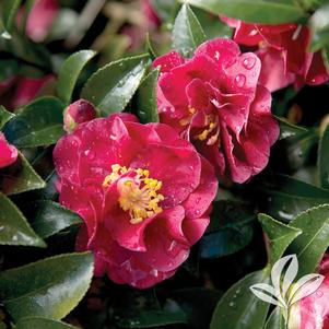 Camellia sasanqua 'Green 02-003' 