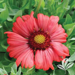 Gaillardia x grandiflora 'Burgundy' 