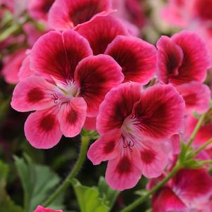 Geranium sanguineum 'Candy Pink' 