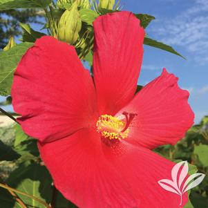 Hibiscus 'Happa Red' 