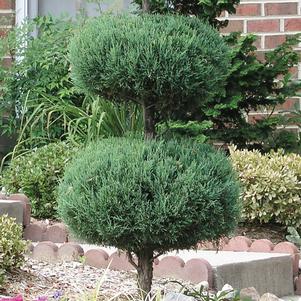 Buxus 'Green Mountain' 