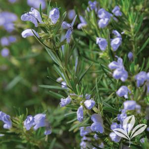 Rosmarinus officinalis 'Roman Beauty' 