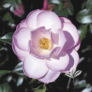 Camellia williamsii 'Taylor's Perfection' 